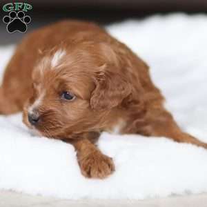 Bear, Cavapoo Puppy